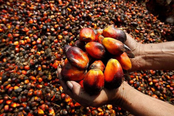 crude palm oil To produce refined oil, crude palm oil and crude palm kernel oil are processed through three refining stages, namely degumming, bleaching and deodourising. crude palm oil To produce refined oil, crude palm oil and crude palm kernel oil are processed through three refining stages, namely degumming, bleaching and deodourising.